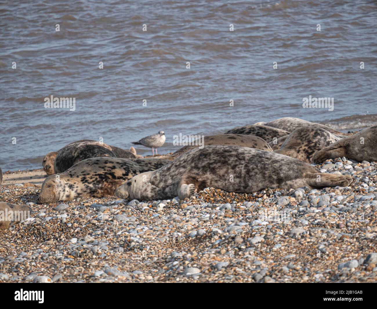 Grey Seals on the beach at Horsey Gap Norfolk Stock Photo