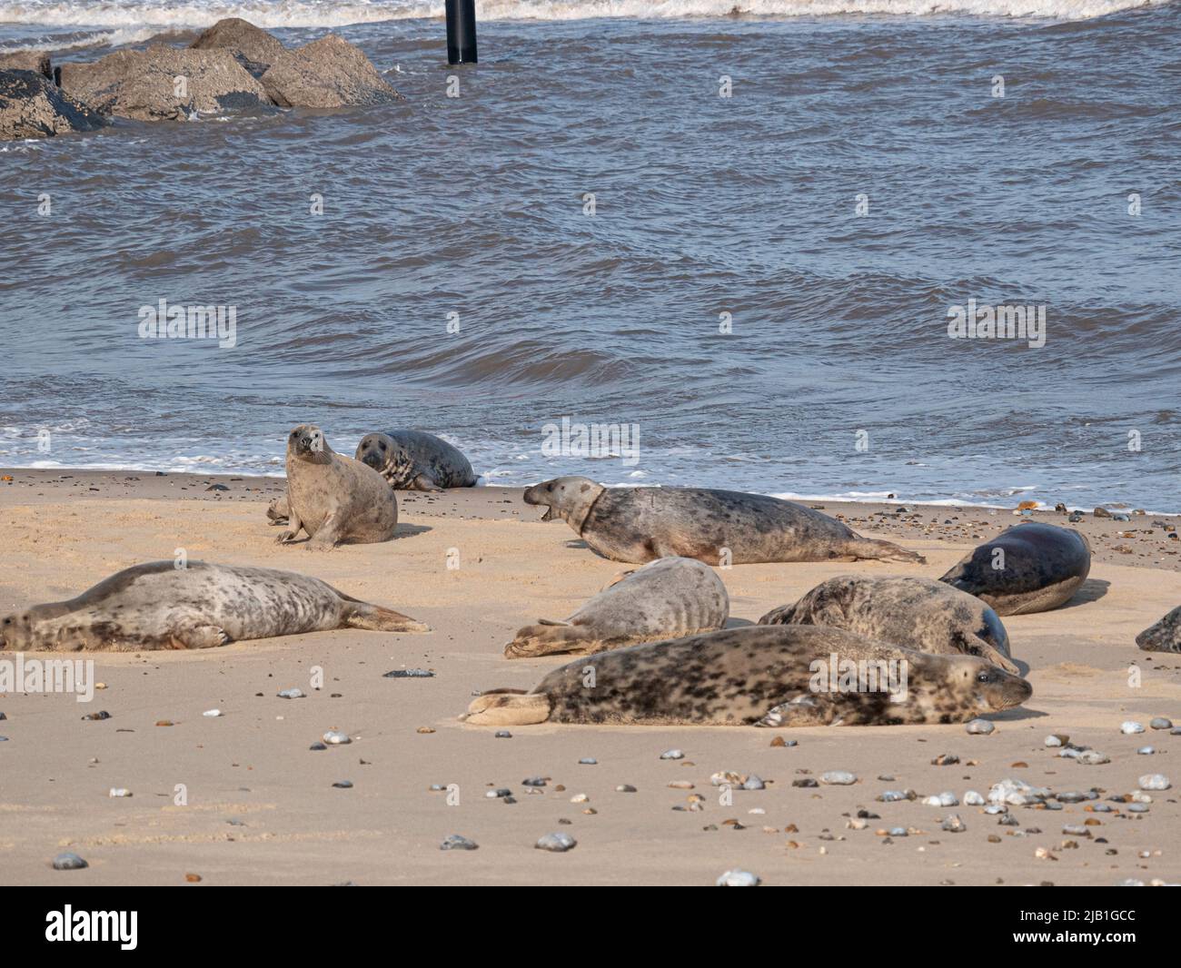 Grey Seals on the beach at Horsey Gap Norfolk Stock Photo