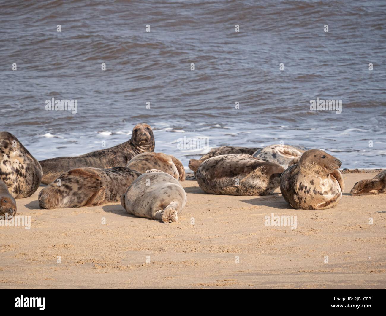 Grey Seals on the beach at Horsey Gap Norfolk Stock Photo