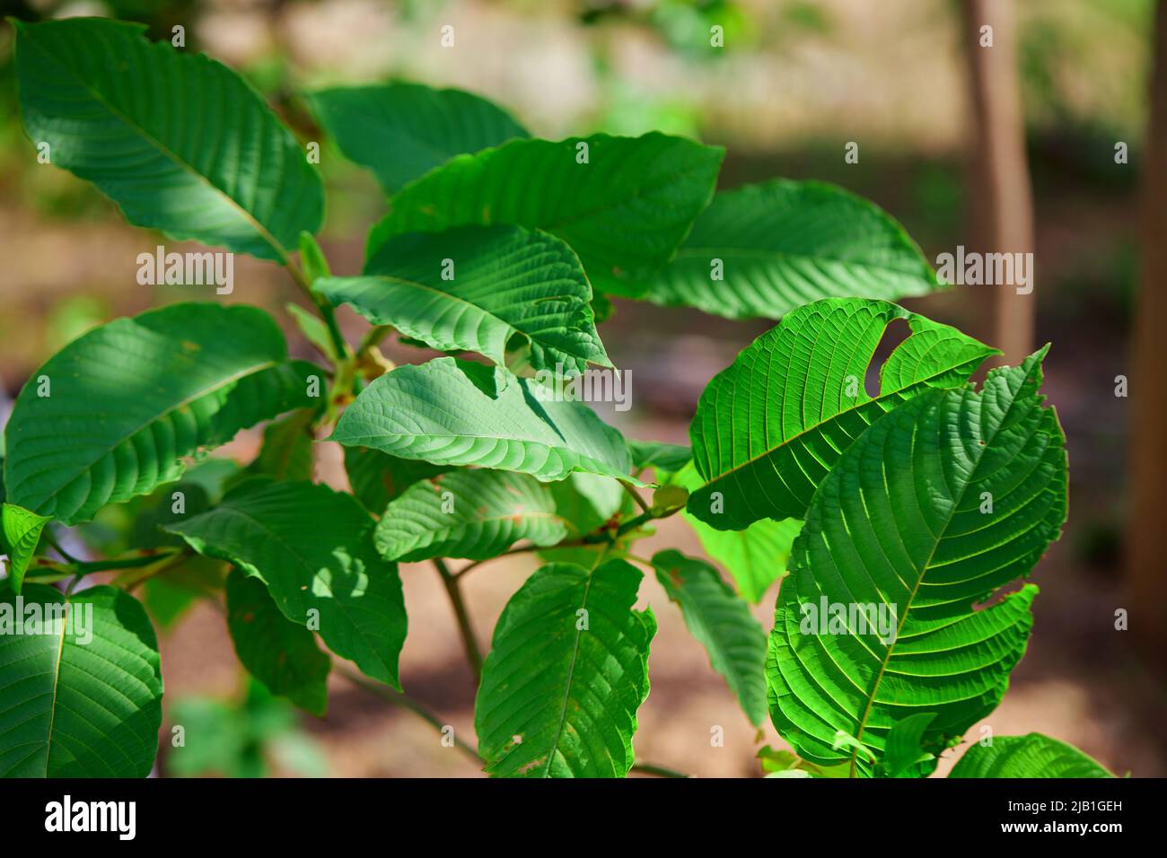 Fresh green Maeng Da kratom leaves close-up