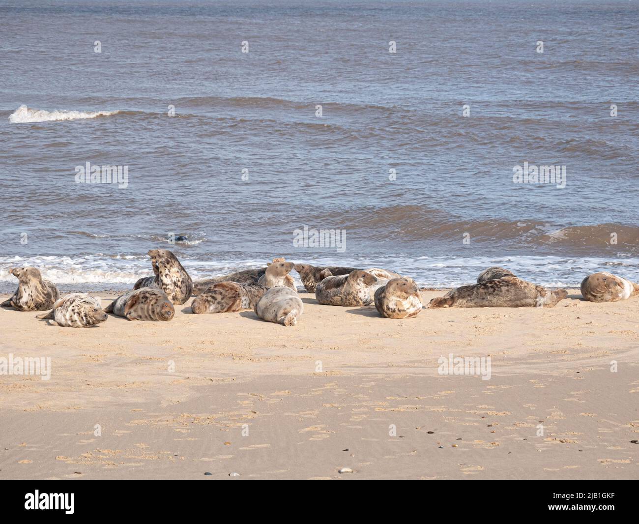 Grey Seals on the beach at Horsey Gap Norfolk Stock Photo Alamy