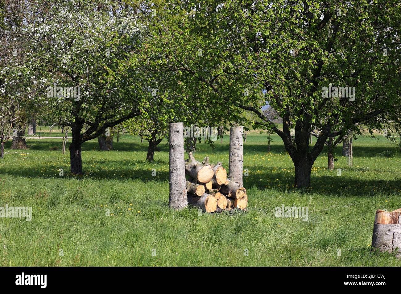 Firewood on a fruit tree field Stock Photo Alamy