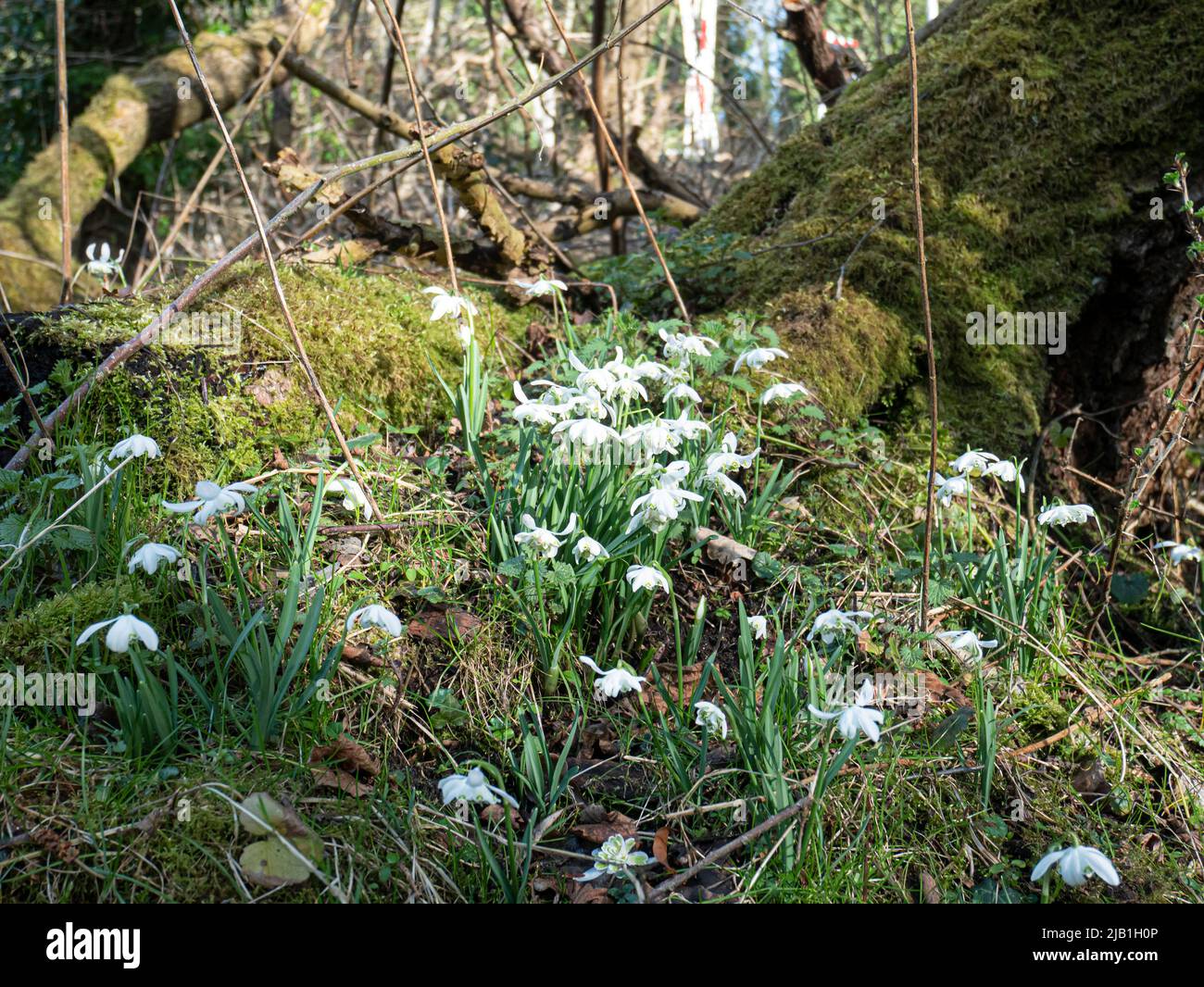 Snowdrops in Woodland at Strumpshaw Fen Norfolk Stock Photo