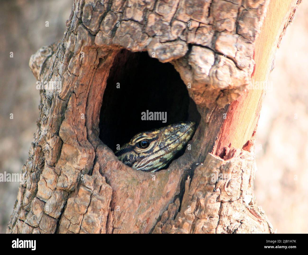 The photo was taken during a wildlife safari in Yala National Park in Sri Lanka as this amazing creature was peaking through a hole in a tree Stock Photo