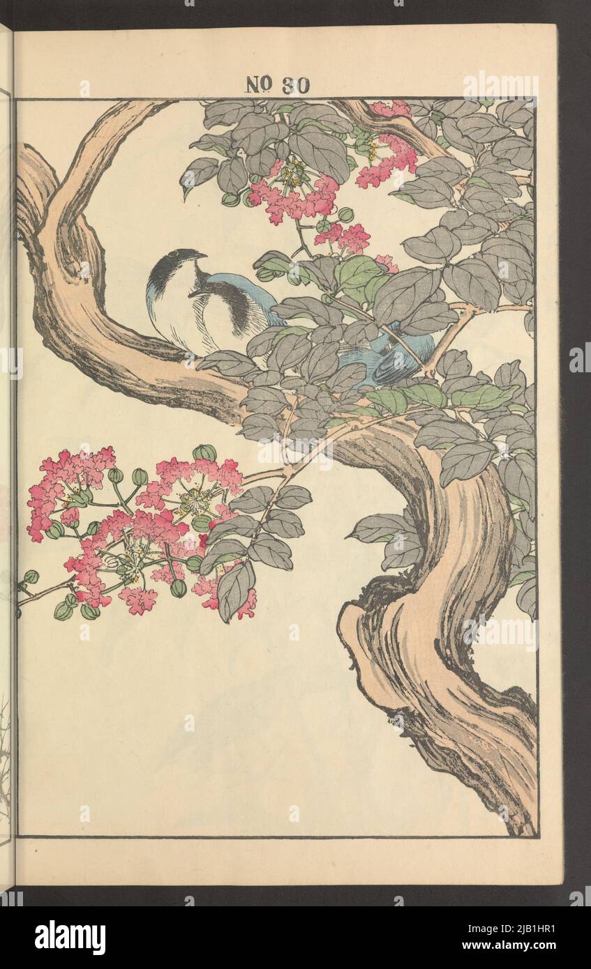 Album  drawings of flowers and birds / Keinen Kacho Gafu; Volume 2. Summer Imao none Stock Photo