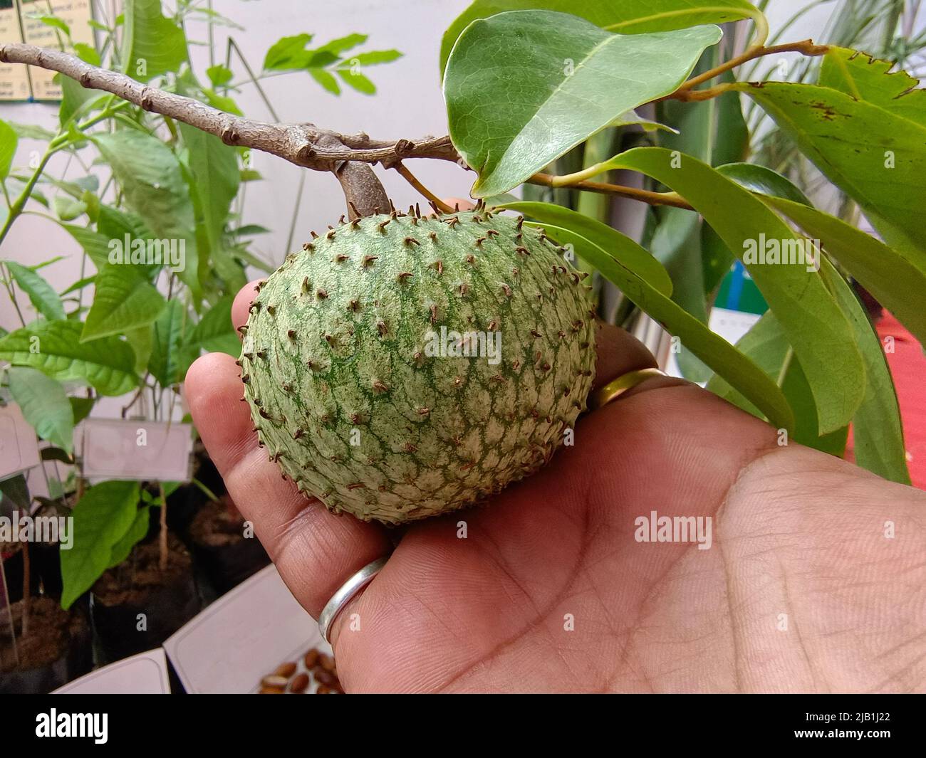 Laxman Phal, Green whole ripe Soursop fruit, Rare Soursop Fruit Stock Photo