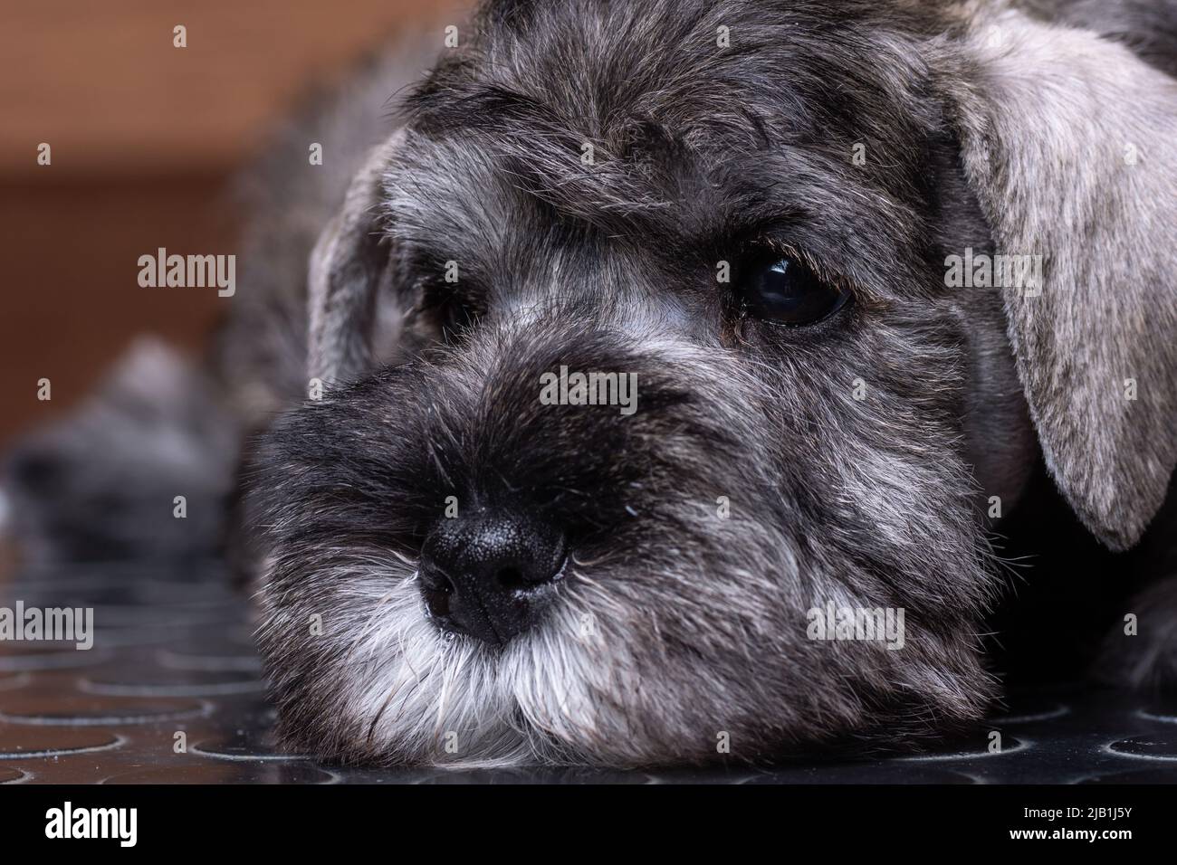 A small bearded miniature schnauzer puppy lying on a grooming table. Grooming puppies. Pet care. Stock Photo