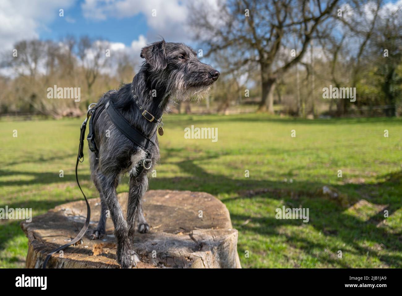 A Dog stand on an old tree stump looking out. Stock Photo