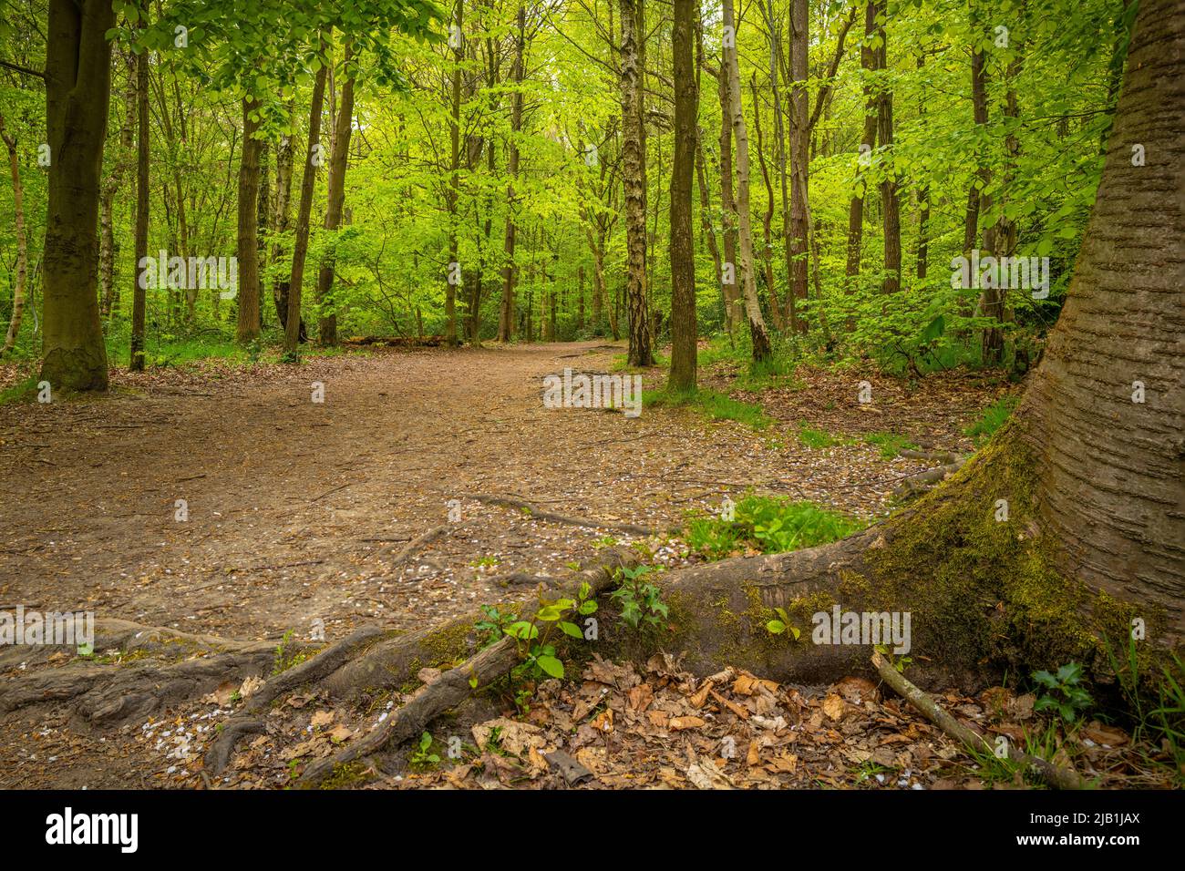 A path through spring woodland. Stock Photo