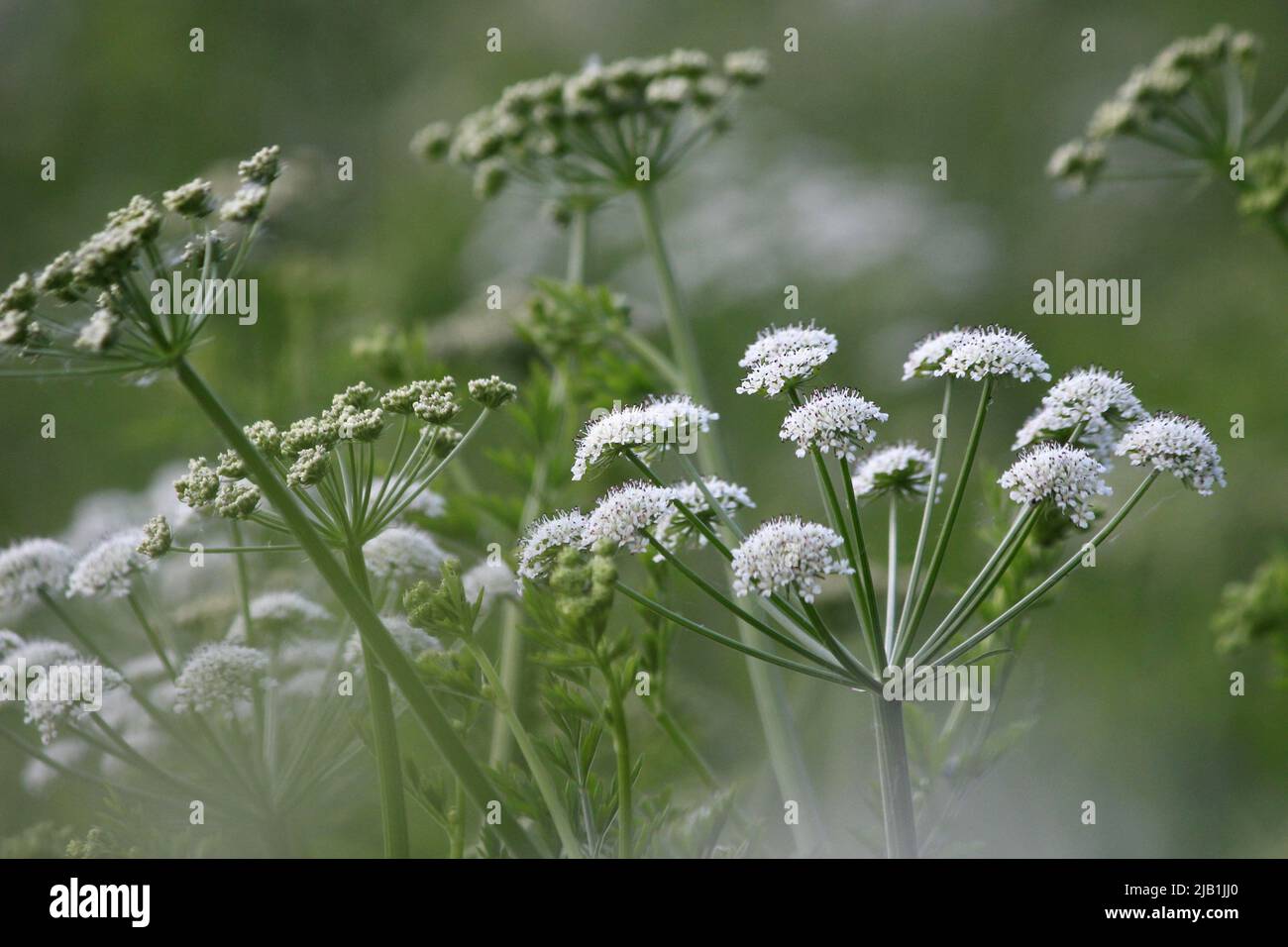 Hemlock water dropwort (Oenanthe crocata), white umbels of poisonous umbelliferous plant Stock Photo