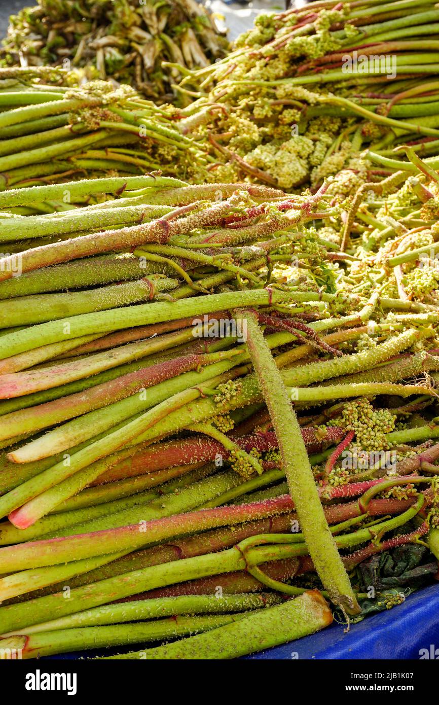 Rhubarb plant known as iskin in Turkish close up view Stock Photo