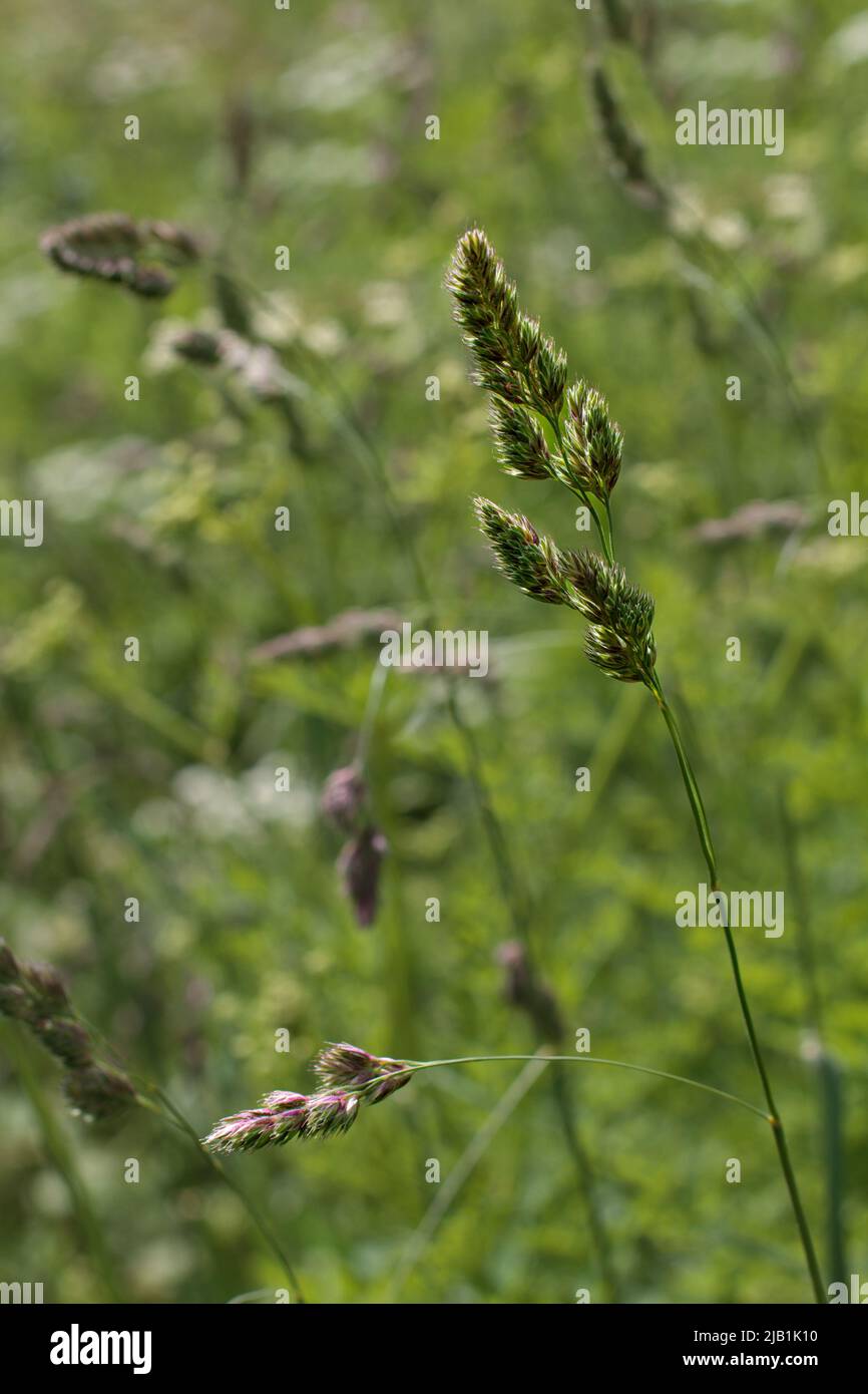 Portrait of cocksfoot grass with a shallow depth of field and dominant shades of green Stock Photo