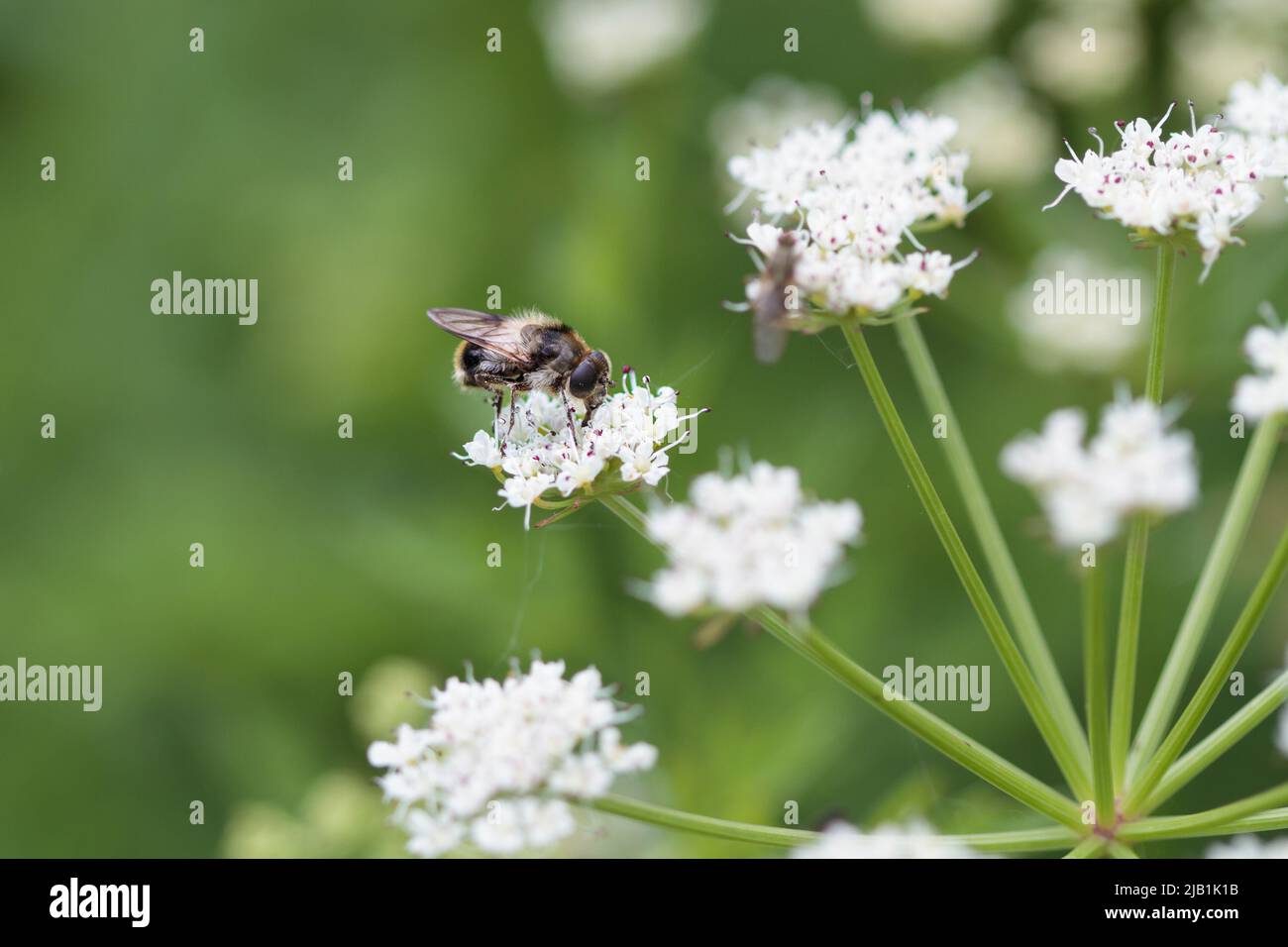 Common carder bee taking nectar from an umbellifer Stock Photo