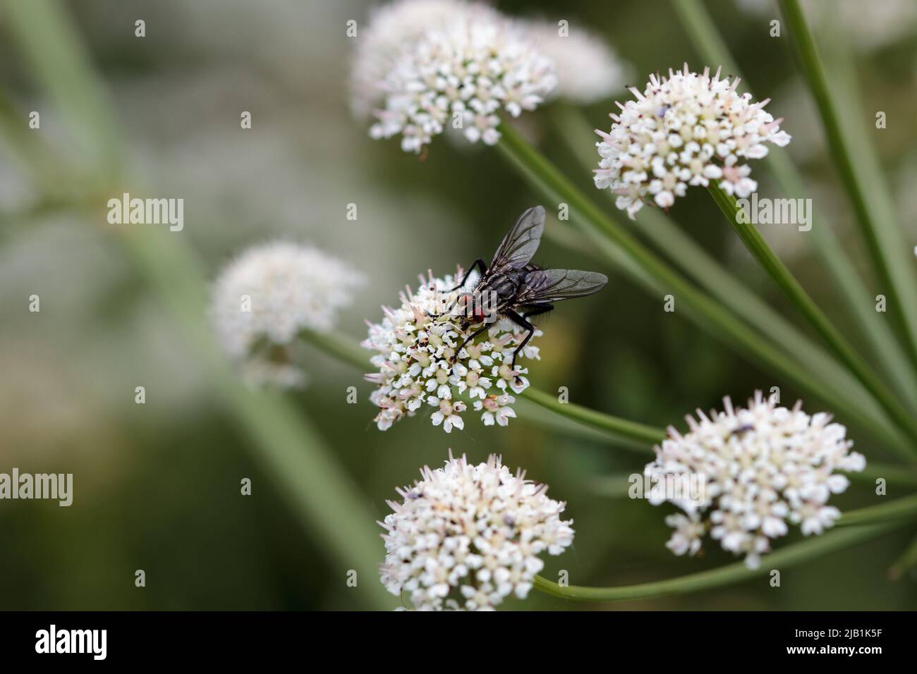 Flesh fly on a native Pignut, a member of the carrot family Stock Photo