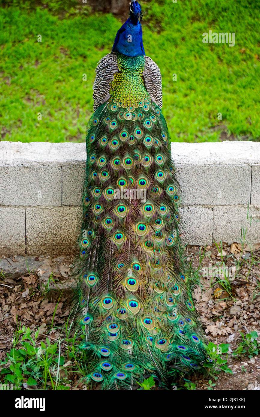 Peacock wallpaper hi-res stock photography and images - Page 2 - Alamy