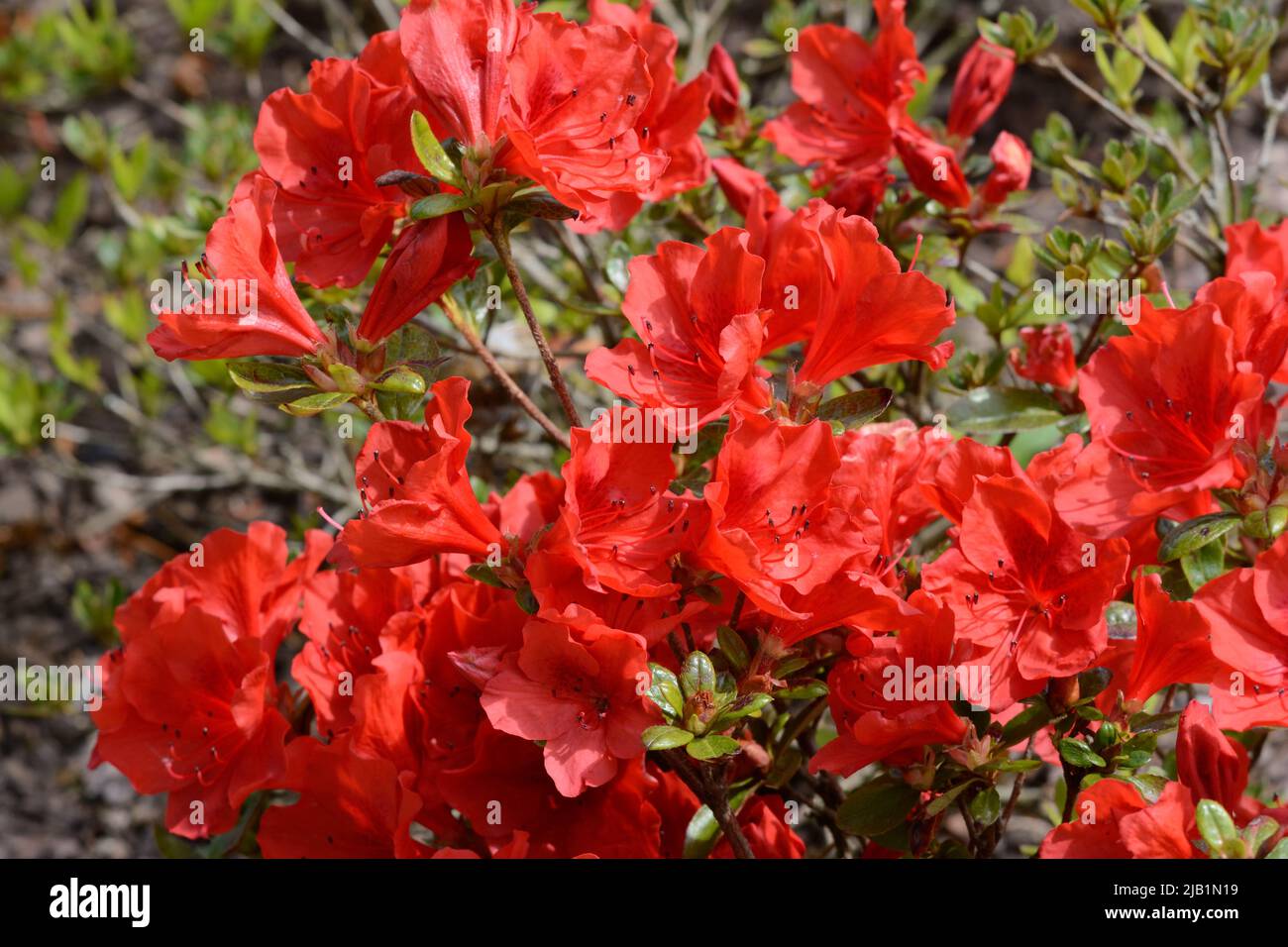 Rhododendron Santa Maria small compact evergreen azalea clusters of orange-red funnel shaped flowers Stock Photo
