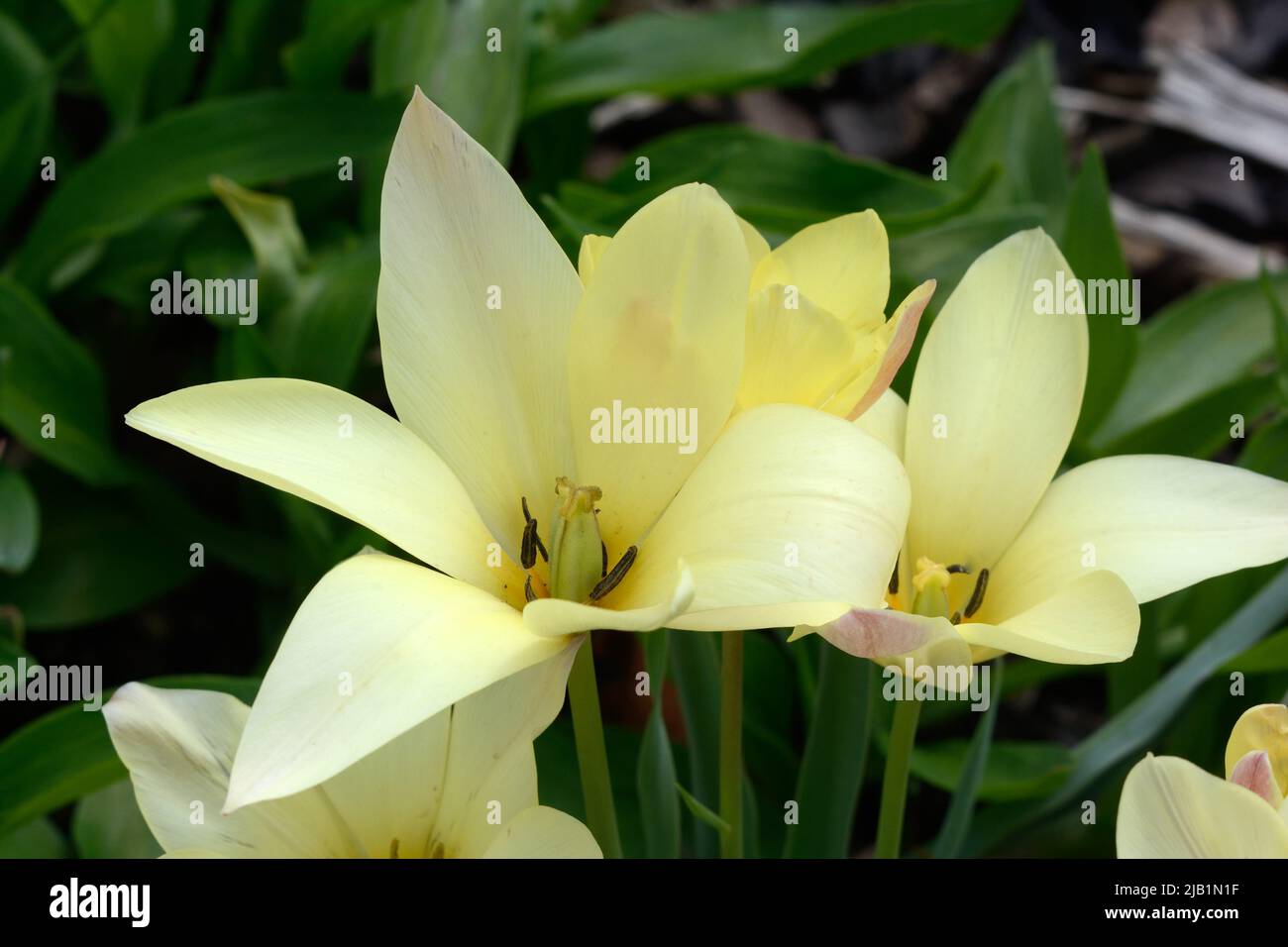 Tulipa Honky-Tonk tulip soft yellow flower with pink blush and grey green leaves foliage Stock Photo