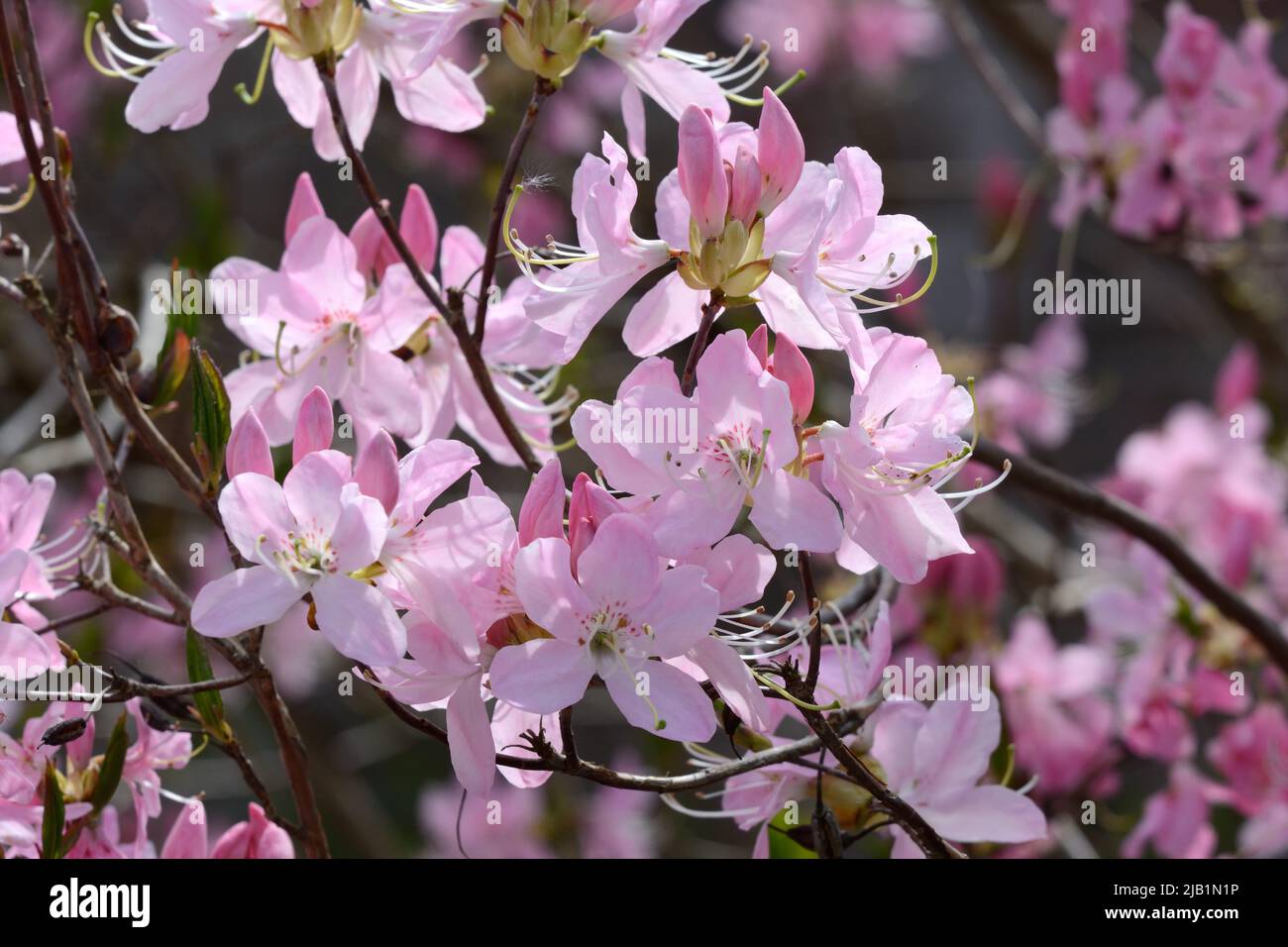 Rhododendron yunnanensis pink flowered flowers bloomsYnnan Rhododendron Stock Photo