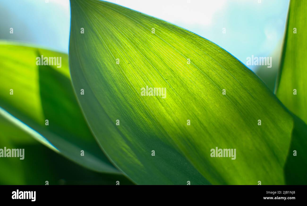 A large green leaf shines through in sunlight.  Stock Photo