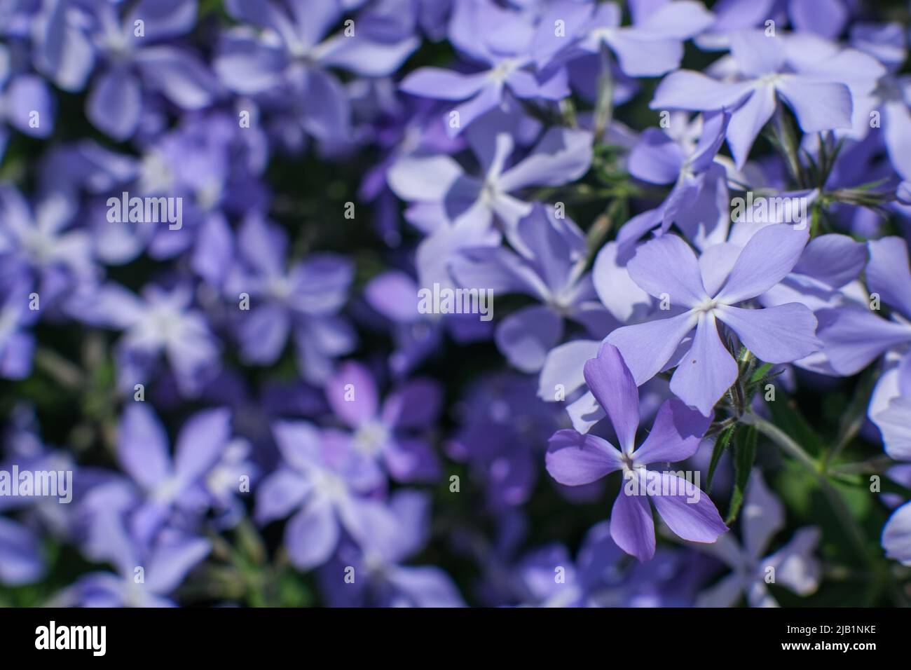 Phlox subulate. Beautiful blue plant with dense flowering. Carpet flowers.  Stock Photo