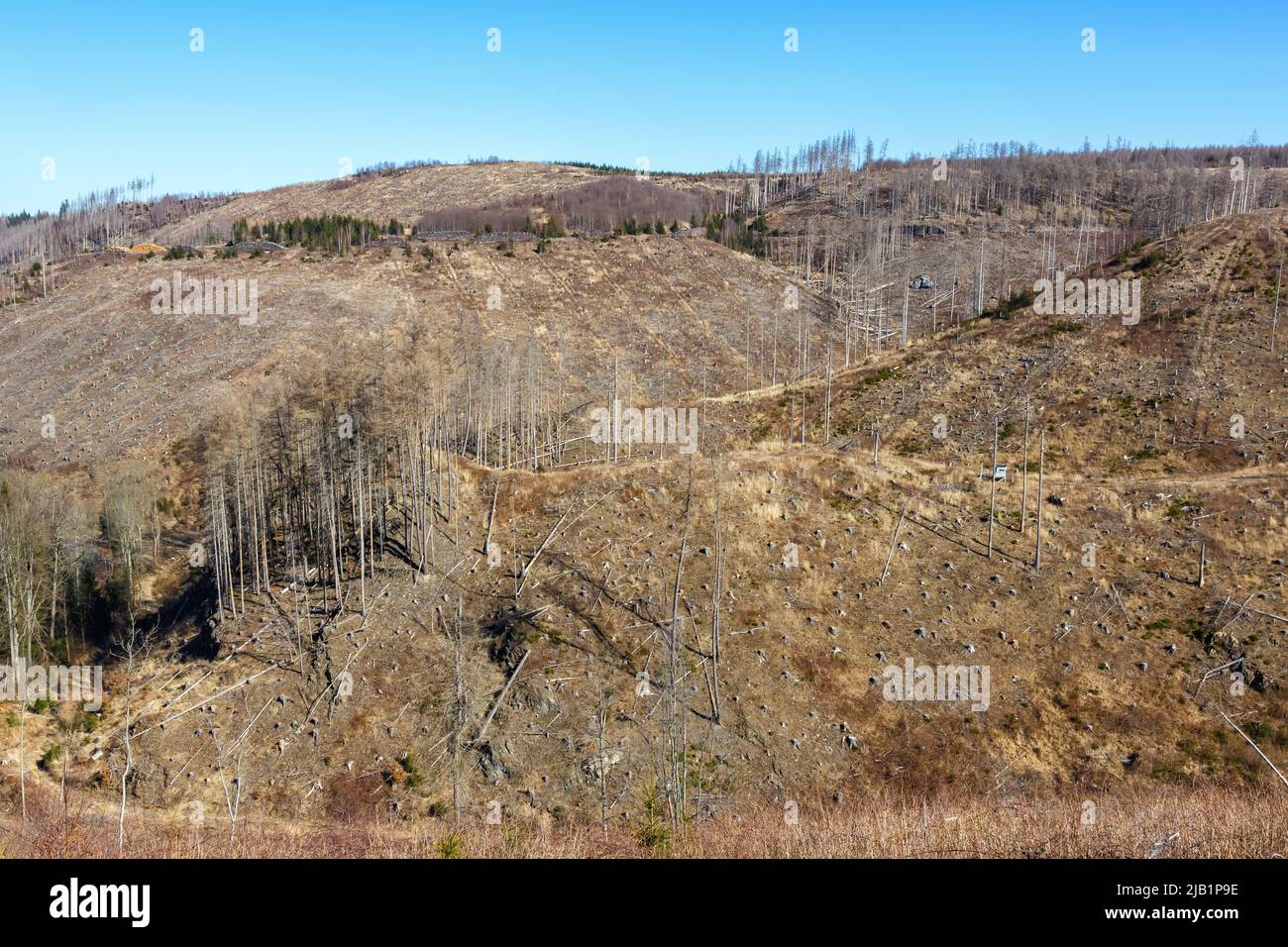 Environmental destruction climate change crisis environment landscape nature woods forest dieback at Brocken mountain in Harz, Germany Stock Photo