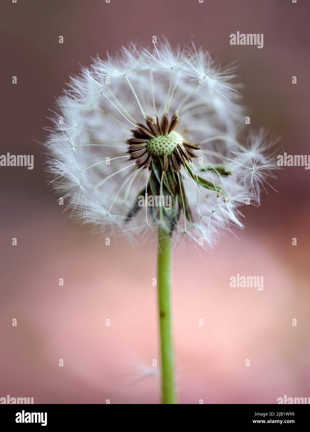 Close up of Dandelion Blowball in summer Stock Photo