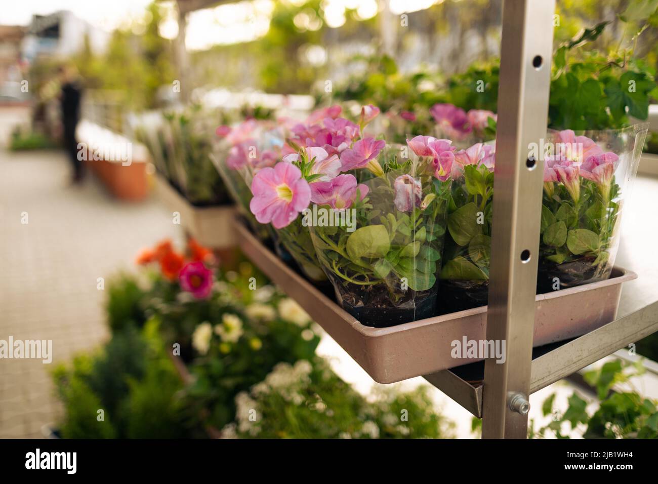 Blossoming outdoor plants stand in racks before market or store in glasshouse Stock Photo