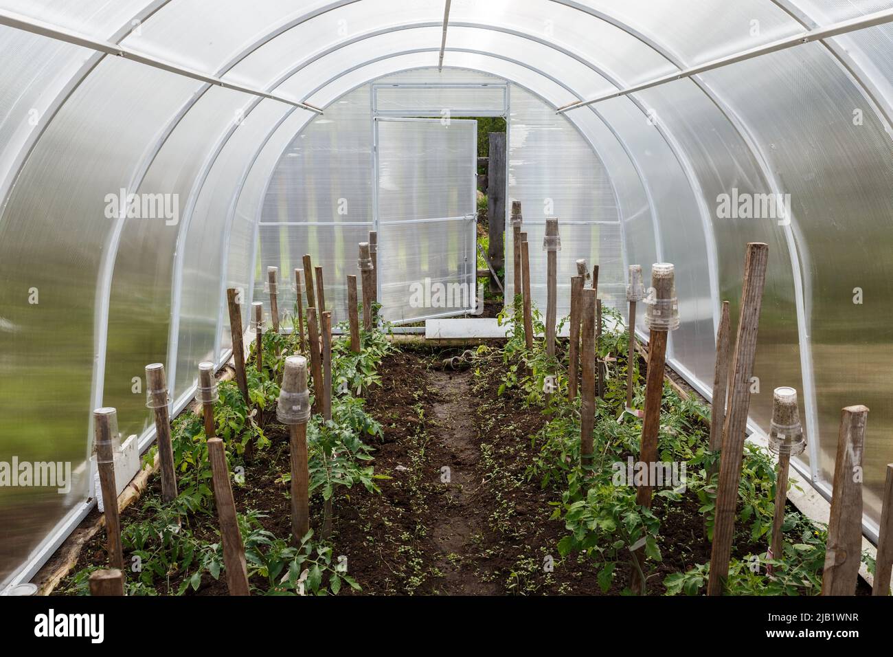 greenhouse in the garden. Greenhouse made of polycarbonate. Inside the