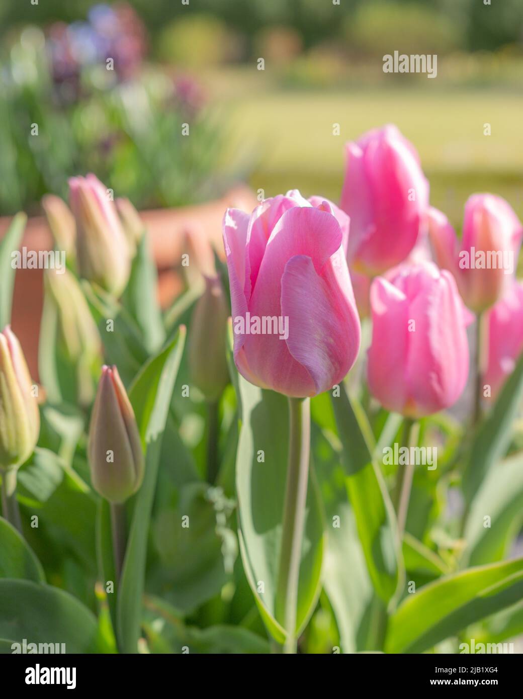 Pink Tulips in a spring garden. Stock Photo