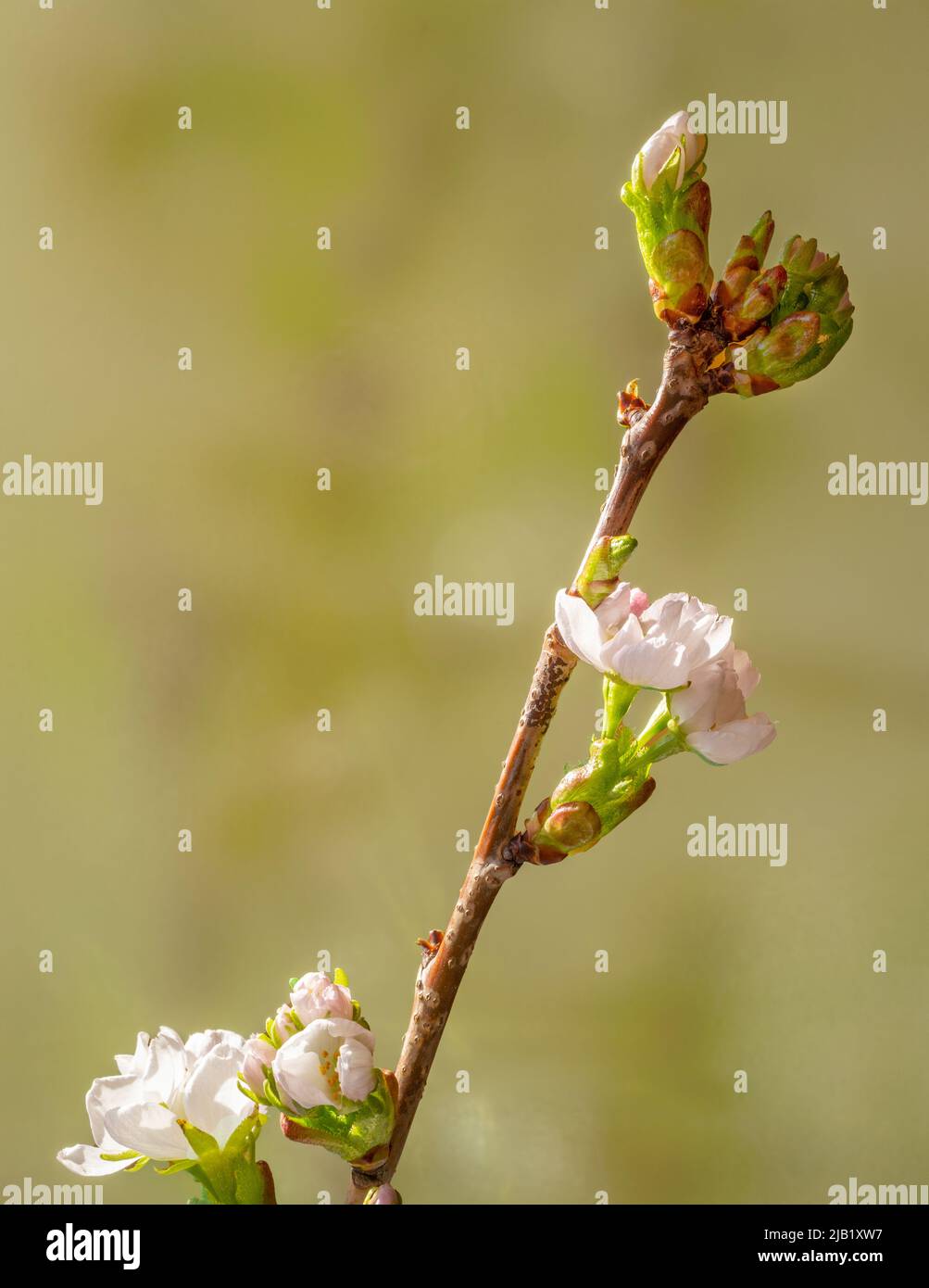 Spring cherry blossom of Prunus Amanogowa. Stock Photo