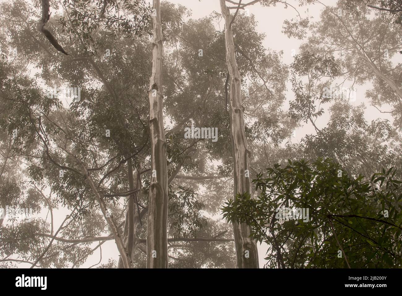 Looking up into canopy of flooded gums, eucalyptus grandis) misty, wet lowland subtropical rainforest, Tamborine Mountain, Australia. Stock Photo