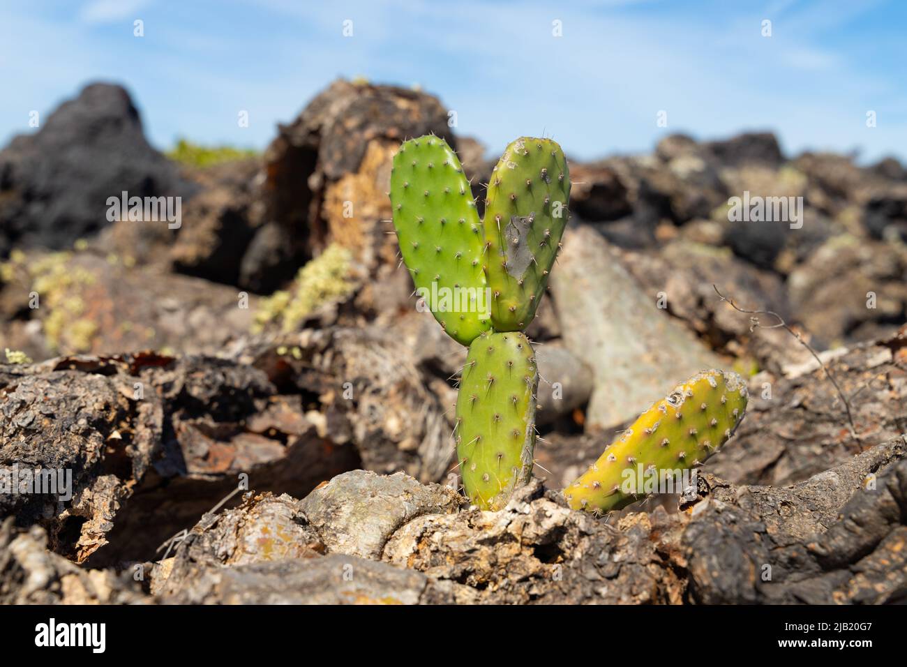 closeup of a cactus plant in the volcanic landscape of Lanzaroze Stock Photo