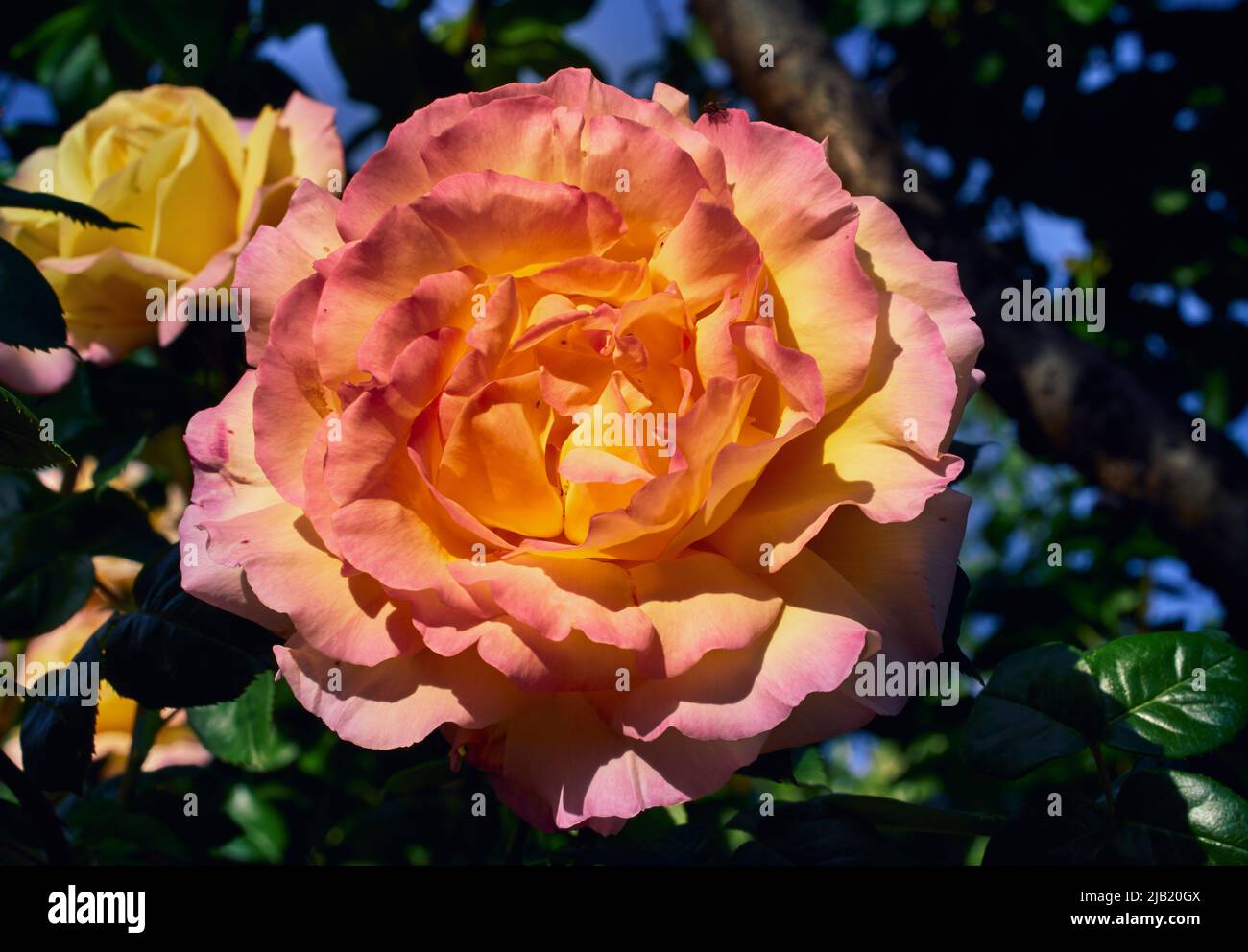 Close-up photo of a beautiful Hybrid Tea rose in sunlight Stock Photo