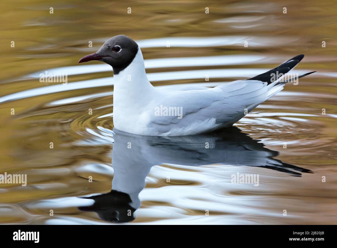 Black-headed gull swimming on a lake in the late evening light Stock Photo