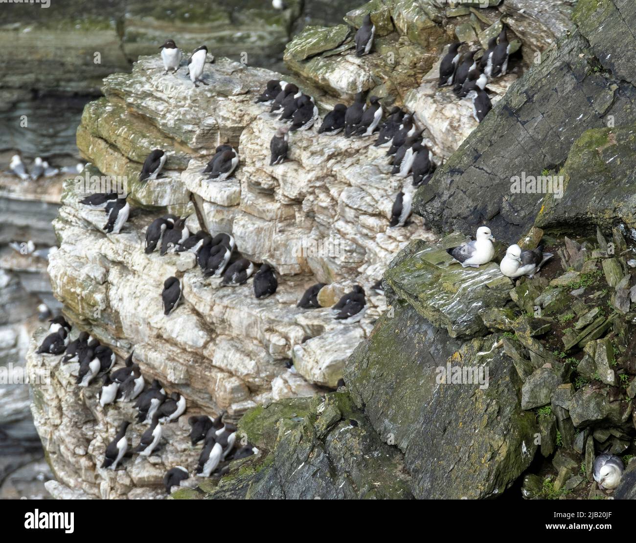Seabird colony on the cliffs of RSPB Marwick Head, Orkney Islands, Scotland. Stock Photo