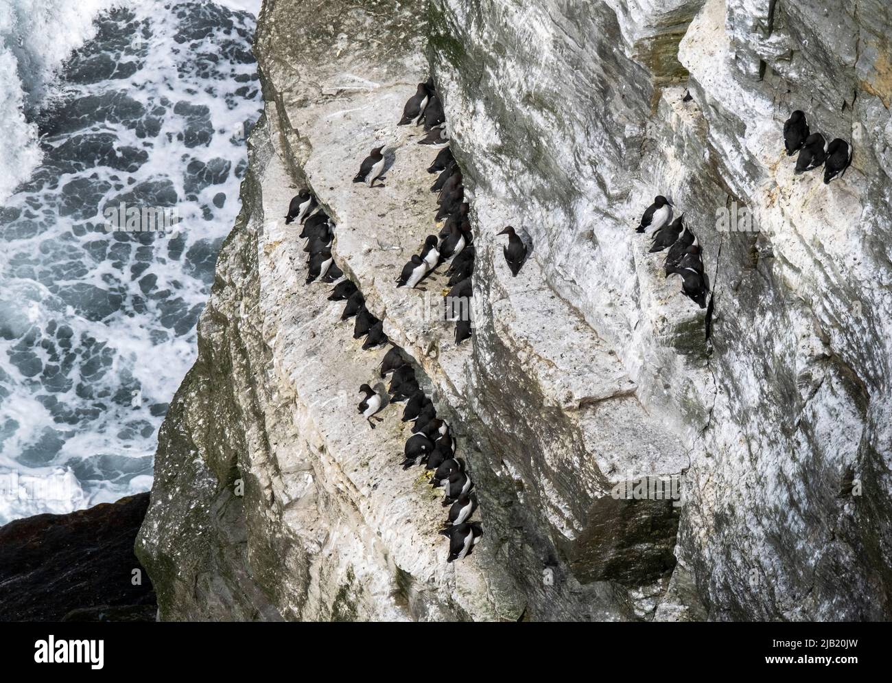 Seabird colony on the cliffs of RSPB Marwick Head, Orkney Islands, Scotland. Stock Photo