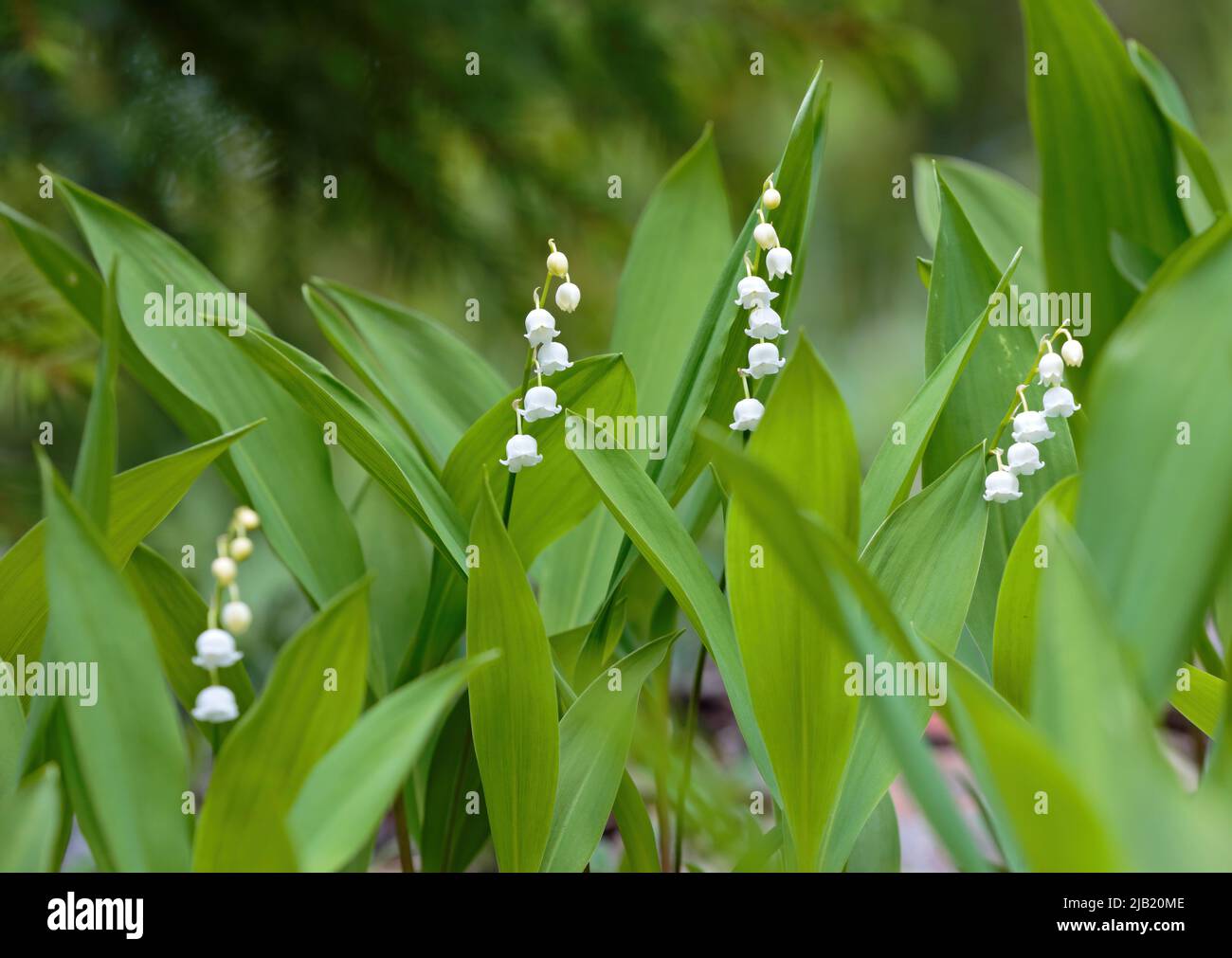 Beautiful fragile flowers of lily of the valley in bloom Stock Photo