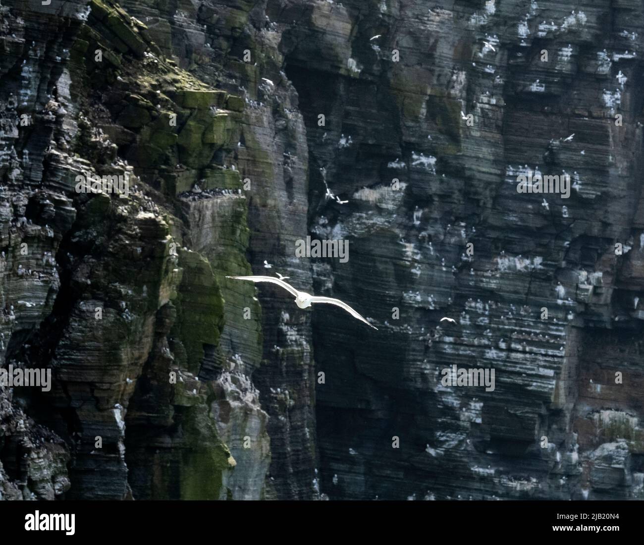 Seabird colony on the cliffs of RSPB Marwick Head, Orkney Islands, Scotland. Stock Photo