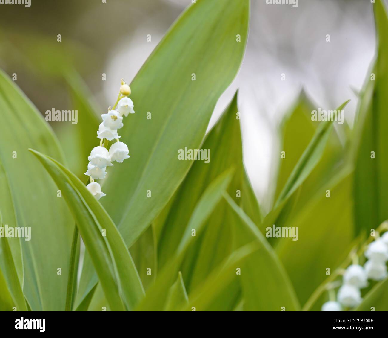 Beautiful fragile flowers of lily of the valley in bloom Stock Photo