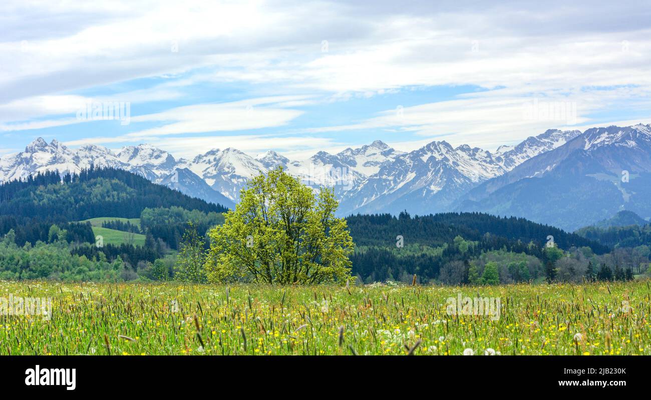 Nice flowering meadows in front of the snow-covered mountains of  southern Allgäu Stock Photo