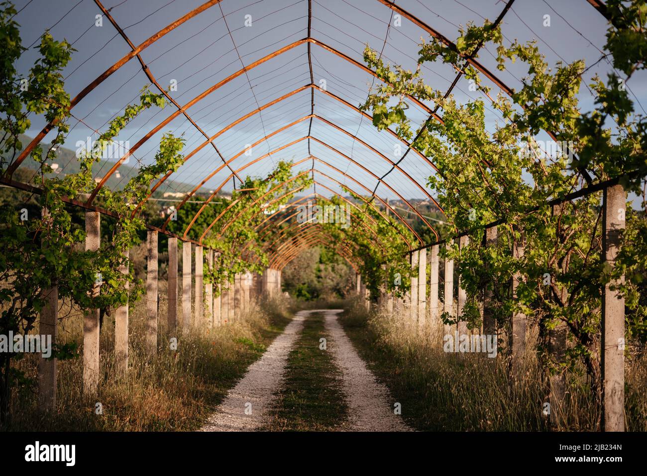 Grape vine arbor arch trellis Stock Photo Alamy