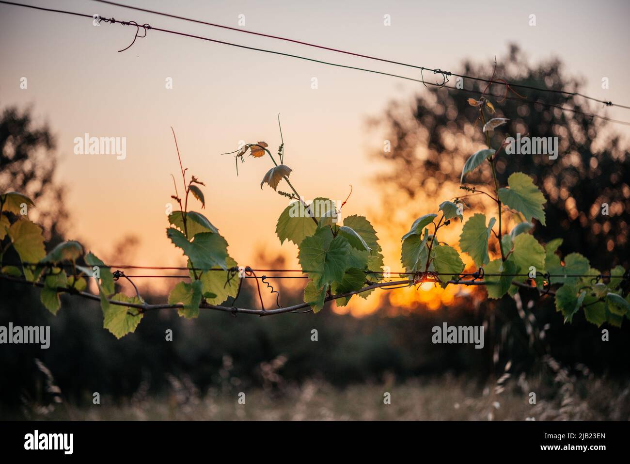 Young green tender leaves of grapes vine with sunset sky on the