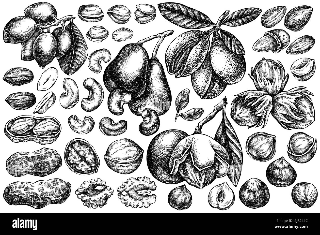 Vector set of hand drawn black and white cashew, peanut, pistachio, etc. Stock Vector