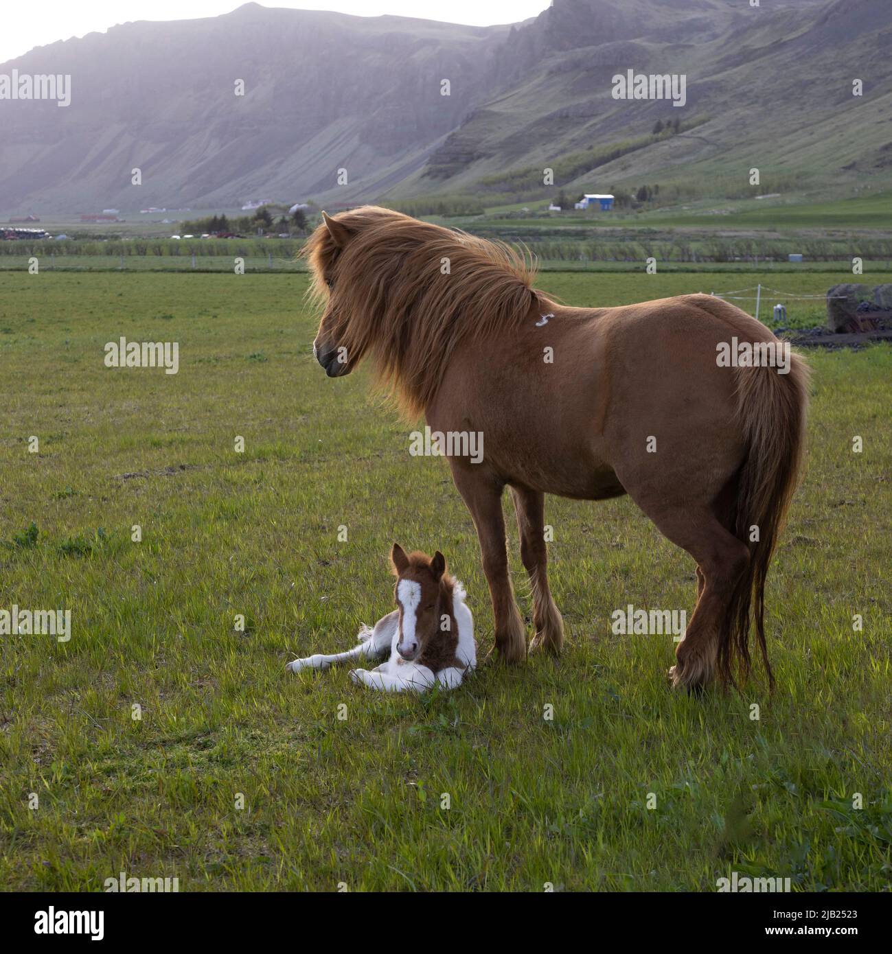 A young Icelandic foal and its mother Stock Photo