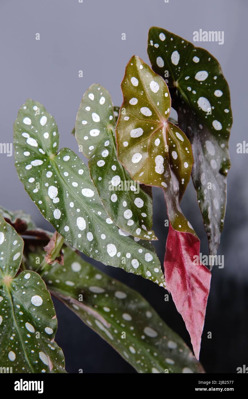 Begonia maculata plant on a grey background. Trout begonia leaves with white dots and metallic shimmer, close up. Spotted begonia houseplant with gree Stock Photo