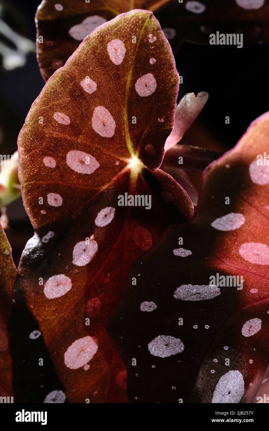 Begonia maculata plant on black background. Trout begonia leaves with white dots and metallic shimmer, close up. Spotted begonia houseplant with pink Stock Photo