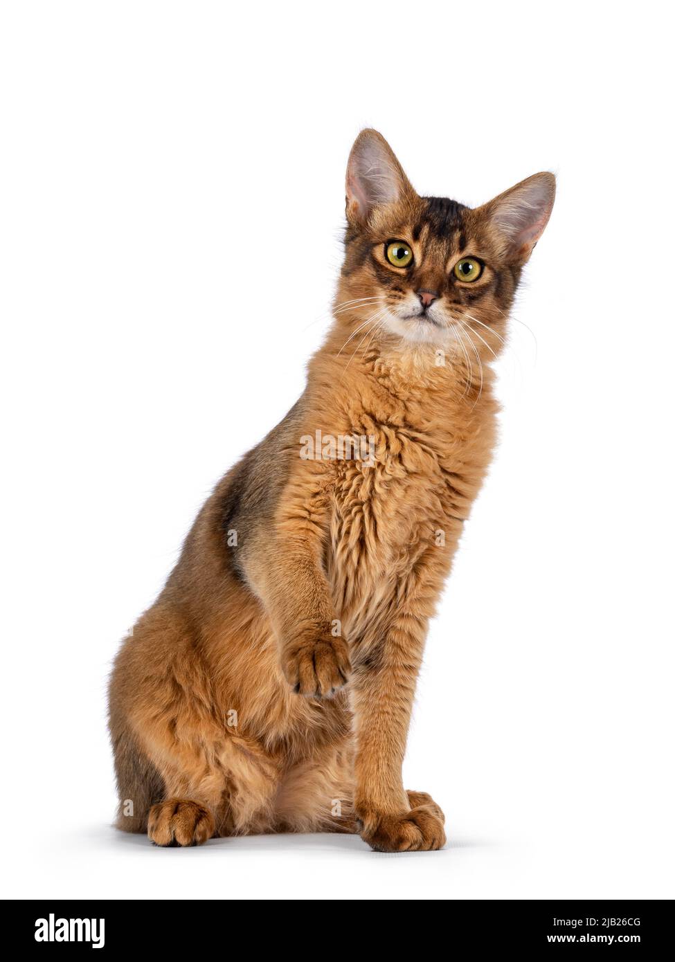 White somali cheap cat
