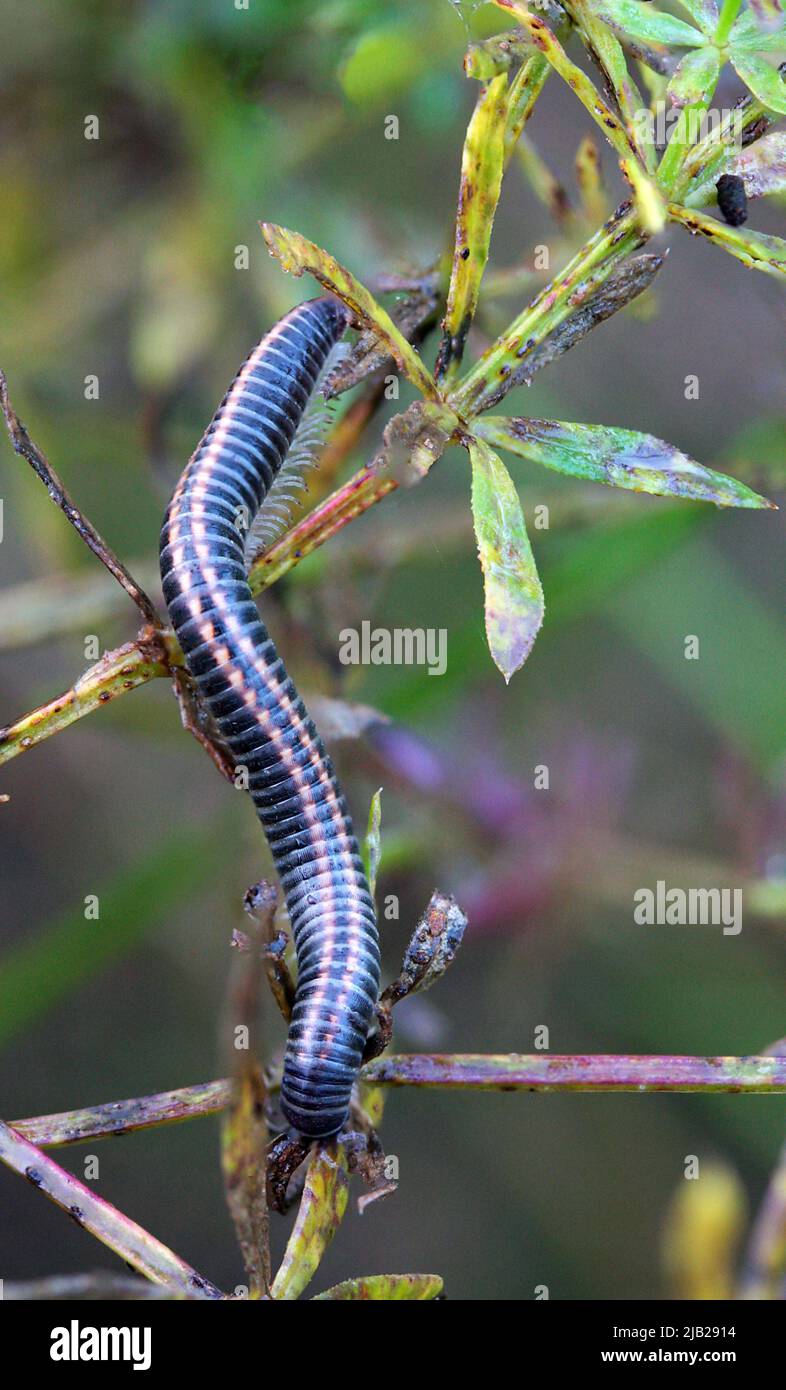 Closeup of full length active striped milipede (Ommatoiulus sabulosus) walking on a plant in autumn, Lithuania Stock Photo