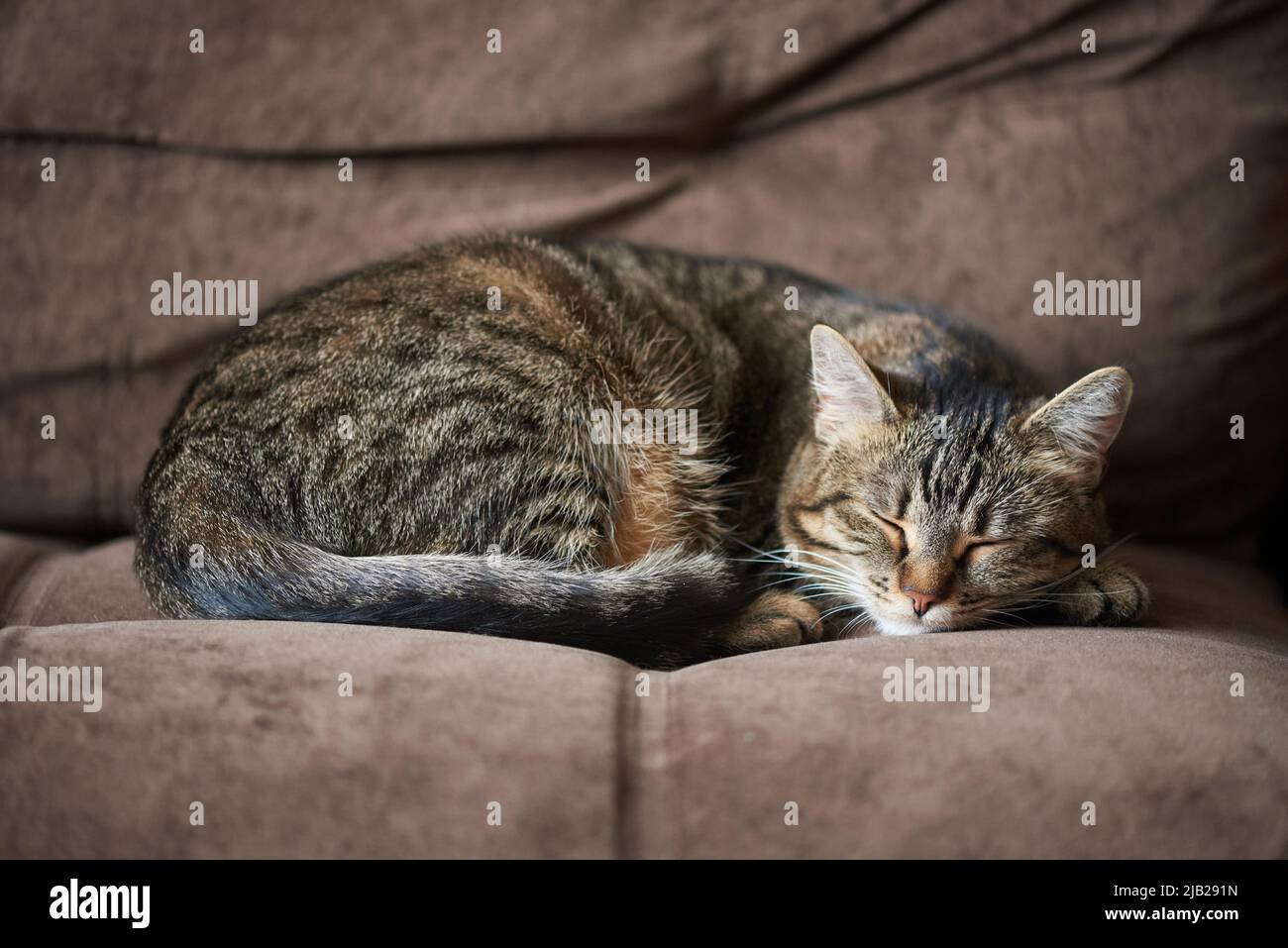 Cute cat sleeping on the sofa at home Stock Photo - Alamy