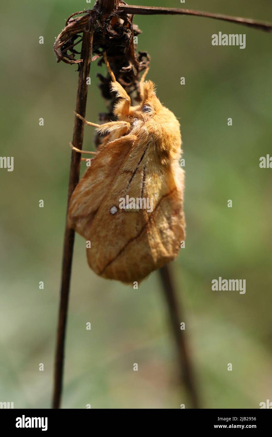 An adult female Drinker moth, Euthrix potatoria, a hairy orange moth, resting on a dry grass in a hot summer month, Lithuania Stock Photo